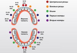Схема прорезания молочных зубов