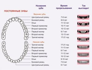 Схема прорезания зубов у детей фото